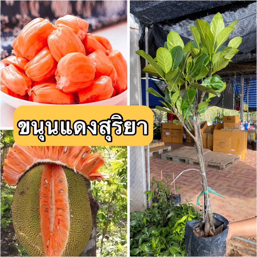 ต้นขนุนแดงสุริยา🍐ต้นทาบกิ่ง 🎋 ต้นประมาณ 45-50 เซนติเมตร (1 ต้น )
