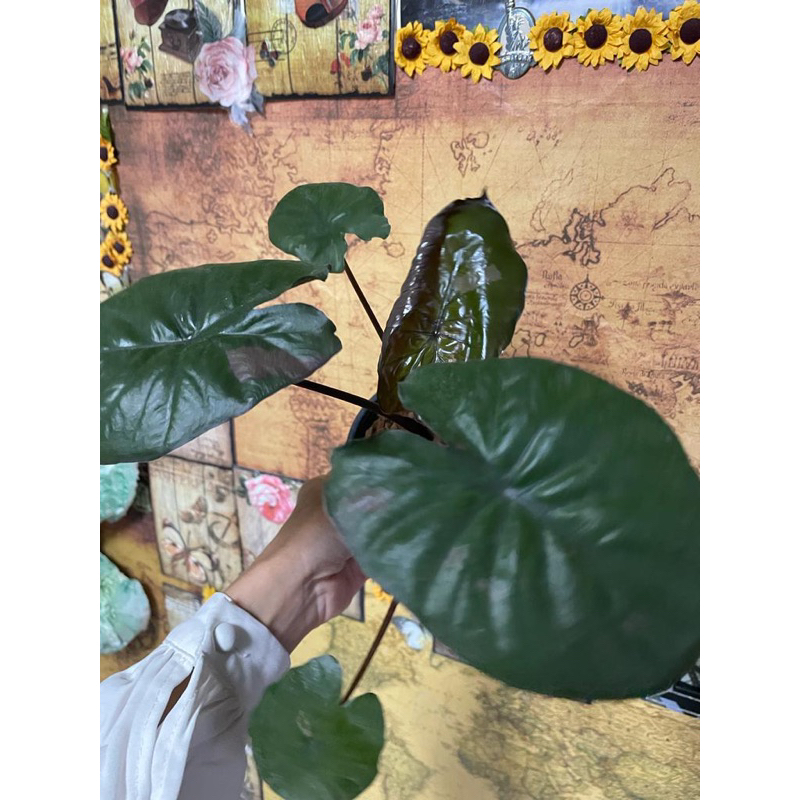 alocasia serendipity variegated