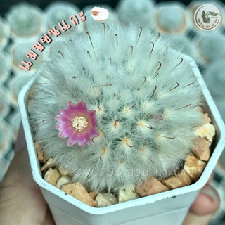 แมมขนแกะ (Mammillaria) แมมมิลลาเรีย ขนแกะ ไม้เมล็ด ลุ้นสีดอก (จัดส่งทั้งกระถาง)