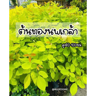 ต้นทองนพเกล้า(ชะแนบทอง) ไม้มงคล สูง60-150ซม. ราคาถูก