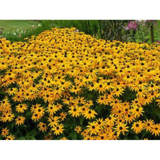 เมล็ด แบล็คอายซูซาน ( Blackeye susan Seed ) บรรจุ 20 เมล็ด ของแท้ นำเข้า