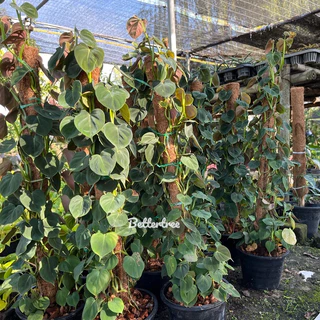 ฟิโลลูพินัม Philodendron Lupinum (จำนวน 1 ต้น ) เลี้ยงน้ำได้ ไม้ฟอกอากาศ ฟินเดนดรอน ต้นไม้