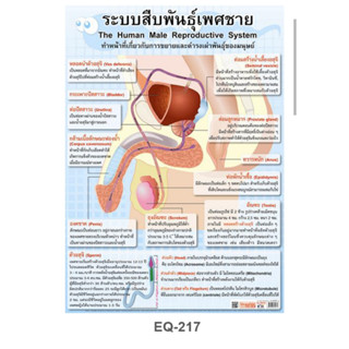 ระบบสืบพันธุ์เพศชาย EQ 217 โปสเตอร์สื่อการสอน หุ้มพลาสติก ขนาด 50 * 70 cm