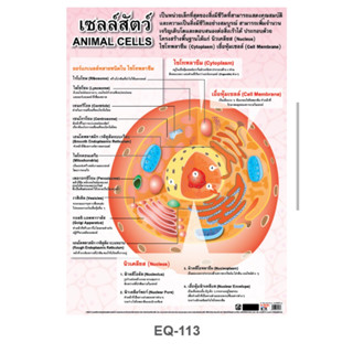 เซลล์สัตว์ EQ 113 โปสเตอร์สื่อการสอนหุ้มพลาสติก ขนาด 50 * 70 cm