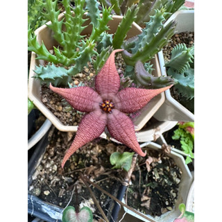 กิ่งเก๋งจีน Huernia stapelia schinzii ดอกปลาดาวสีแดงเข้ม🌸