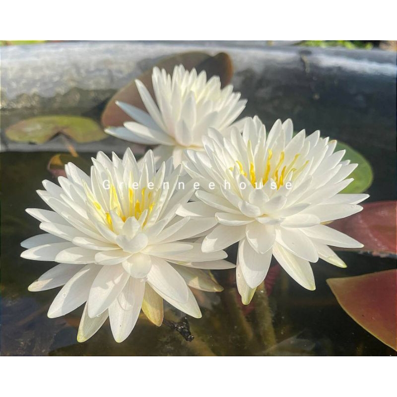 บัวฝรั่งชื่อเพียวออฟไวท์ดิว Waterlily