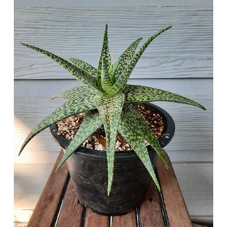 Aloe hybrids  ต้นอโล