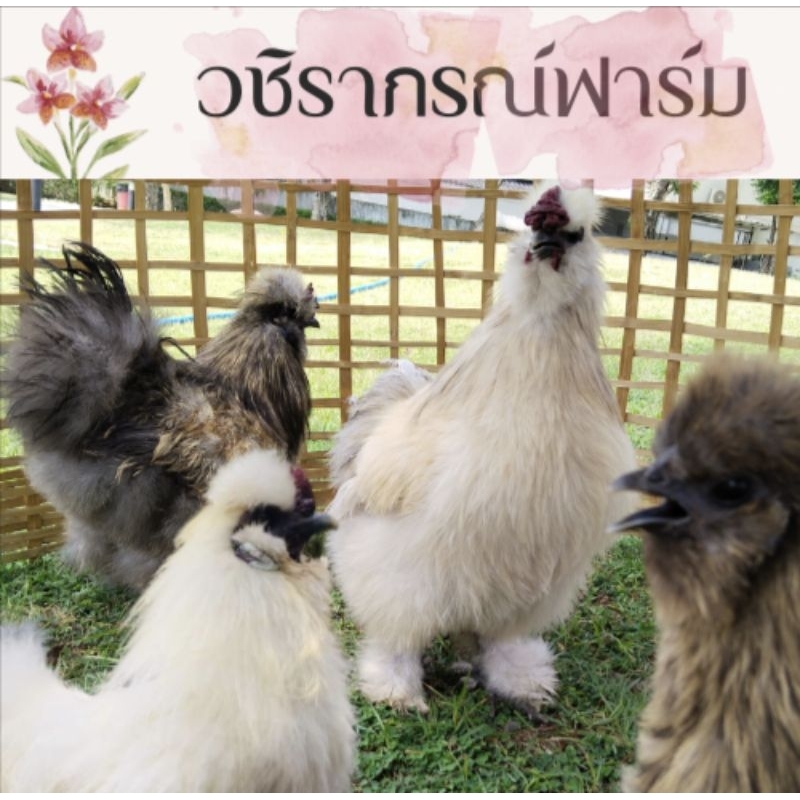 ไข่เชื้อ ไก่ซิลกี้อเมริกา เซ็ต 4 ฟอง สุดคุ้ม แถม 2