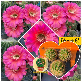 หน่อเด็ดสด 3 หน่อ 20 บาท  แคคตัส/กระบองเพชร Cactus อิชอนอป Echinopsis G3