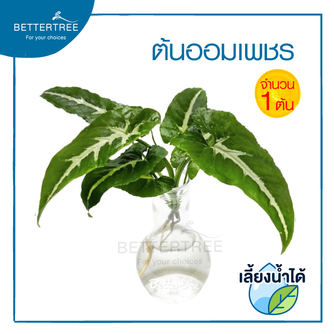 ออมเงิน (จำนวน 1 ต้น ) Syngonium podophyllum Roxana สามารถเลี้ยงน้ำได้  ไม้ฟอกอากาศ
