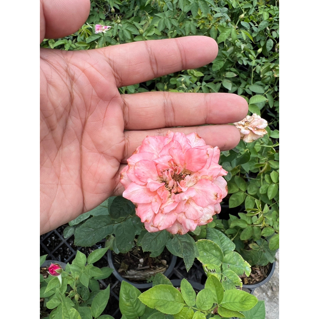 มุมมอง 2