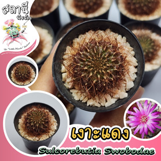 เงาะแดง Sulcorebutia Swobodae กระบองเพชร ไม้อวบน้ำ succulent แคคตัส cactus