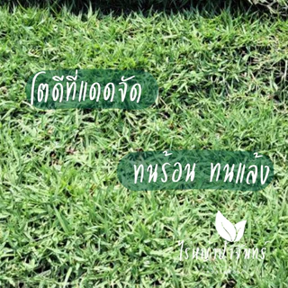 หญ้านวลน้อย หญ้าจริง ตัดสด จากไร่หญ้าป้าจันทร์ สำหรับจัดสวนกลางแจ้ง (10 แผ่น = 5 ตร.ม.)