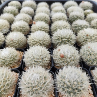 แมม ขนแกะ ขนฟู  Mammillaria bocasana v multilanata ไซด์ ออกดอก กระถาง 5 ซม.