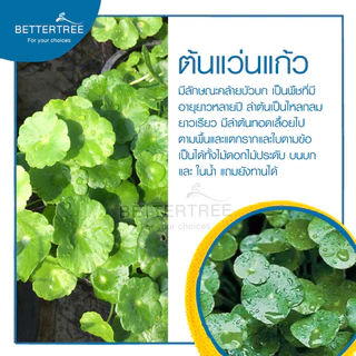 ต้นแว่นแก้ว (จำนวน 1 ช่อ ) สามารถเลี้ยงน้ำได้ ไม้น้ำ ต้นไม้