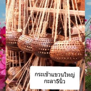 ✔ขายส่ง 5 ใบ#กระเช้ากะลาใบใหญ่#กระเช้าต้นไม้และประดับอี่นๆ (คละลาย)