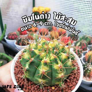 ยิมโนด่างต้นใหญ่ ไม้เมล็ด,ชำหน่อ ขนาด 7-8 cm. gymnocalycium ไซต์แม่พันธุ์