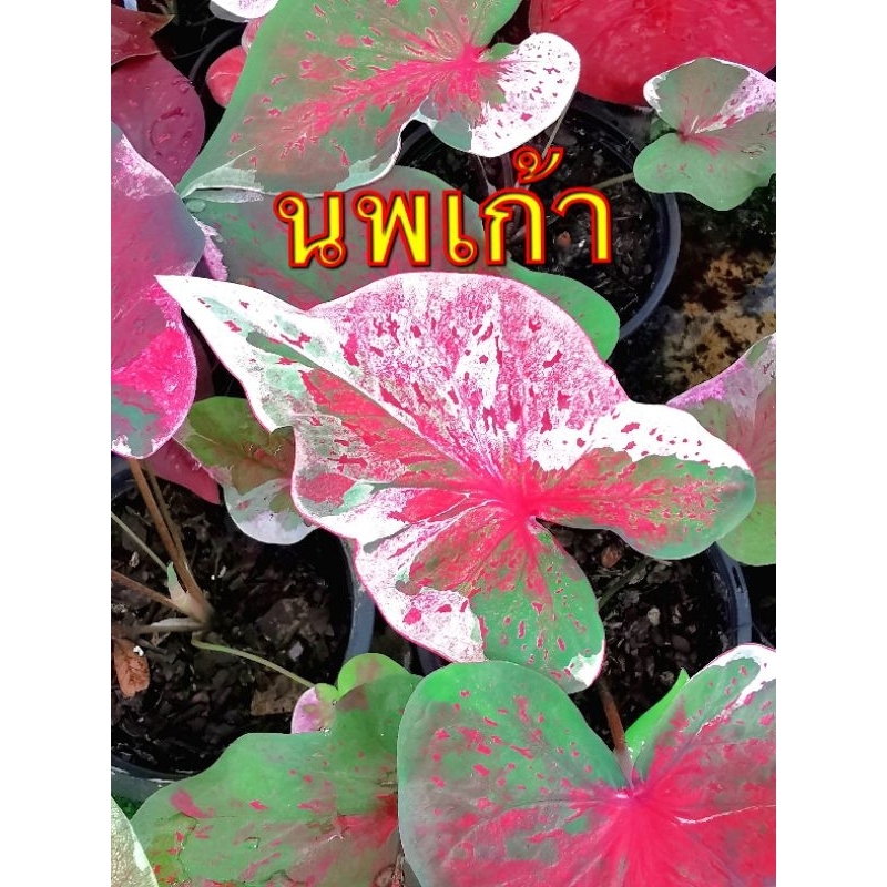 บอนสี​ นพเก้าด่าง​ ไม้แรร์​ไอเทมปี64