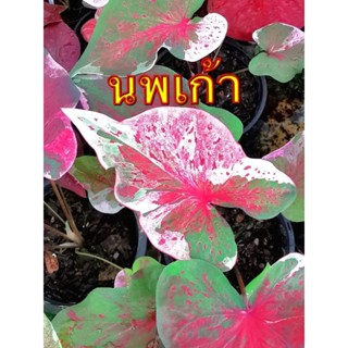 บอนสี​ นพเก้าด่าง​ ไม้แรร์​ไอเทมปี64