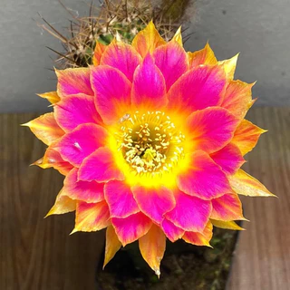 [เด็ดสดไม่มีราก]อิชินอปซิส / โลบิเวีย หน่อแคคตัส กระบองเพชร Lobivia / Echinopsis