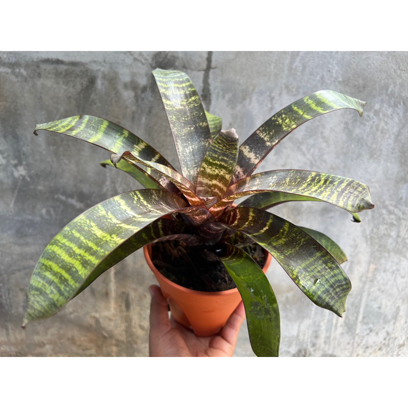 Vriesea fosteriana ‘Red Chestnut’ กระถาง 6นิ้ว