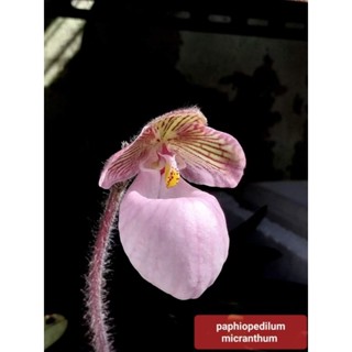 paphiopedilum micranthum รองเท้านารีไมเครนตั้มชุดละ5ต้น65บ.