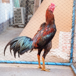 ไข่เชื้อไก่ชนก๋อยตราด บ้ากัด บ้าตี ชนะบ่อนป่า  ไข่สดเก็บทุกวัน ต้นสายมาจาก ลําพูนสายเก่า