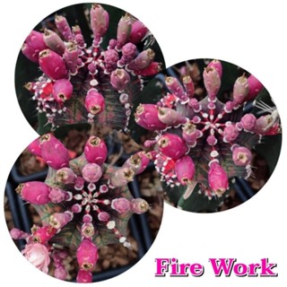 เมล็ดFire work เก็บใหม่ๆจากสวน