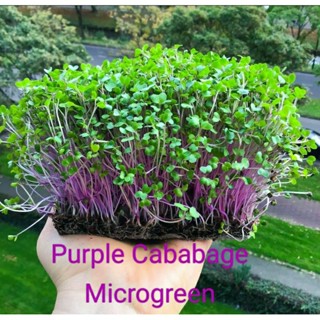 Red Cabbage Microgreen 5 กรัม