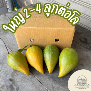เซียนท้อ หรือม่อนไข่ ไซส์ใหญ่ 2-4 ลูกต่อโล