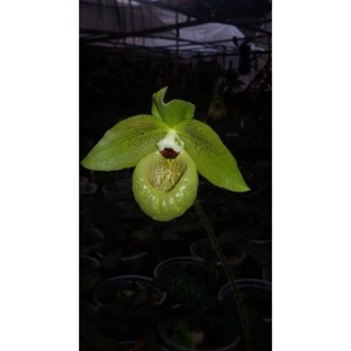 รองเท้านารีมาริโปเอนเซ่paphiopedilum​malipoensis