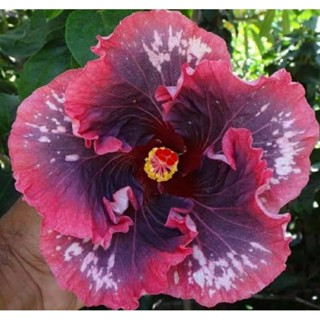 เมล็ดพันธุ์ชบาแคริบเบี้ยน คัลเลอร์ริเชียส(Colouricious Caribbean Hibiscus Seed)บรรจุ 10 เมล็ด ของแท้ คุณภาพดี นำเข้าจา