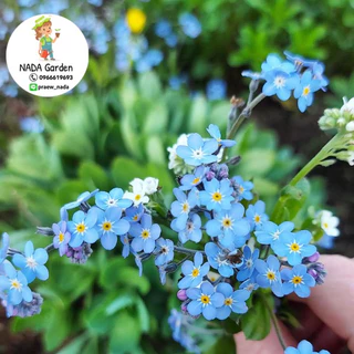 เมล็ดพันธุ์ ฟอร์เก็ตมีน็อตสีฟ้า ( Forget me not Blue ) บรรจุ 100เมล็ด สายพันธุ์แท้นำเข้าจากต่างประเทศ
