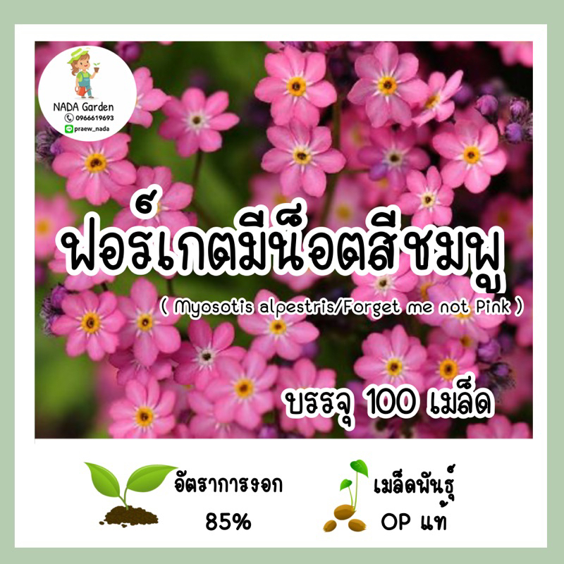 เมล็ดพันธุ์ ฟอร์เก็ตมีน็อตสีฟ้า ( Forget me not Blue ) บรรจุ 100เมล็ด สายพันธุ์แท้นำเข้าจากต่างประเทศ