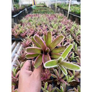 ดองเกอร์#ไม้มินิ#เกาะตอ#เกาะต้นไม้#สับประรดสี# Bromeliad #ต้นไม้สวยงาม# ไม้ประดับ# ตกแต่งสวน# ปลูกตกแต่งบ้านหรือคอนโด