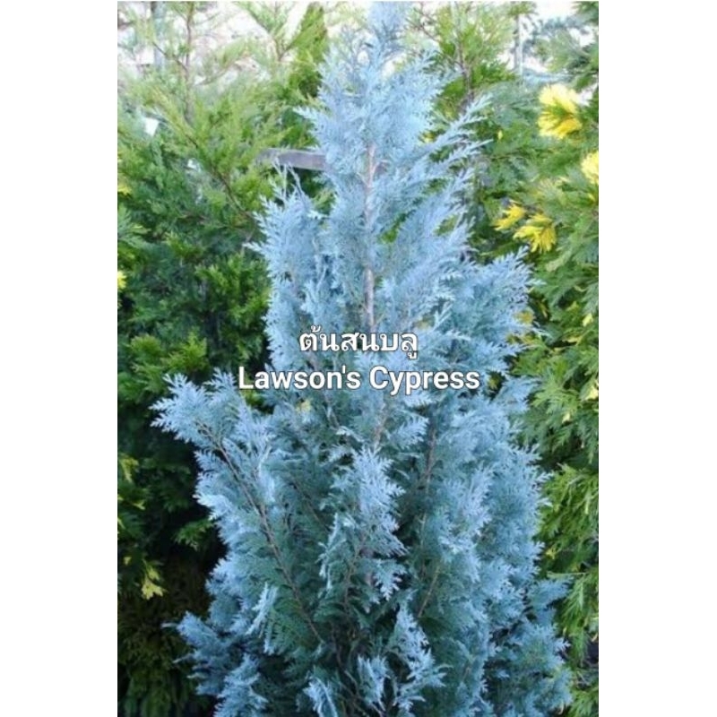 ต้นสนบลู Lawson's cypress สนสีสวยแปลกตาออกสีเงินๆฟ้าๆเหมาะตกแต่งบ้านร้านคาเฟ่ สั่งครั้งละไม่เกิน2กระถาง