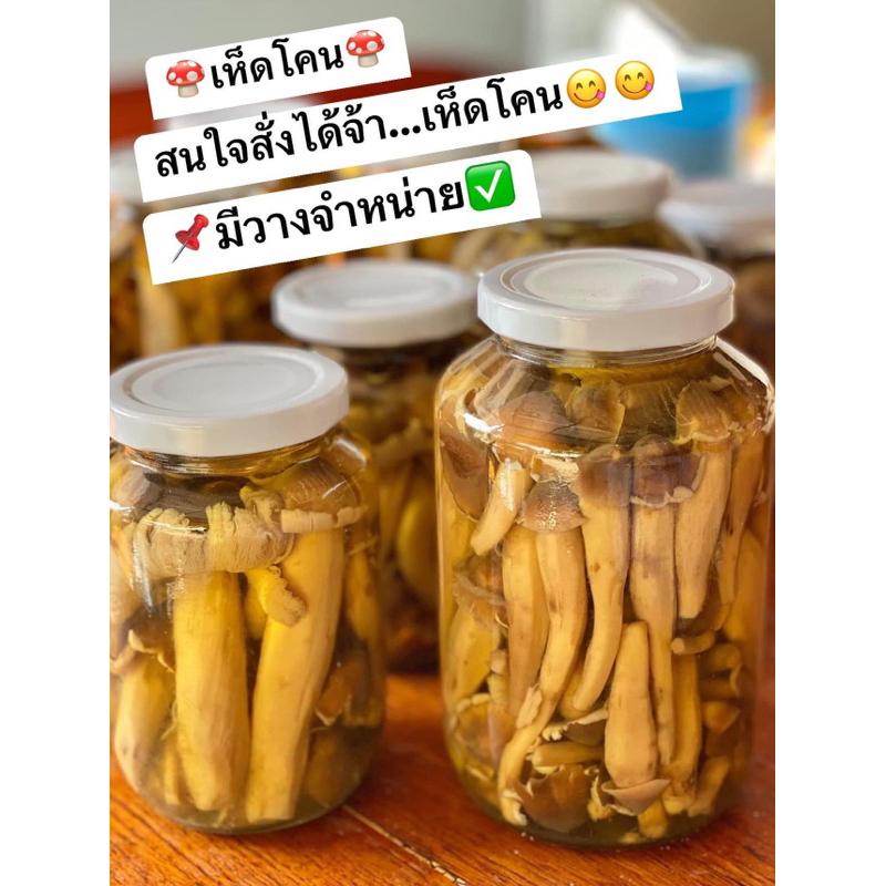 เห็ดโคนเมืองกาญจน์พร้อมทาน