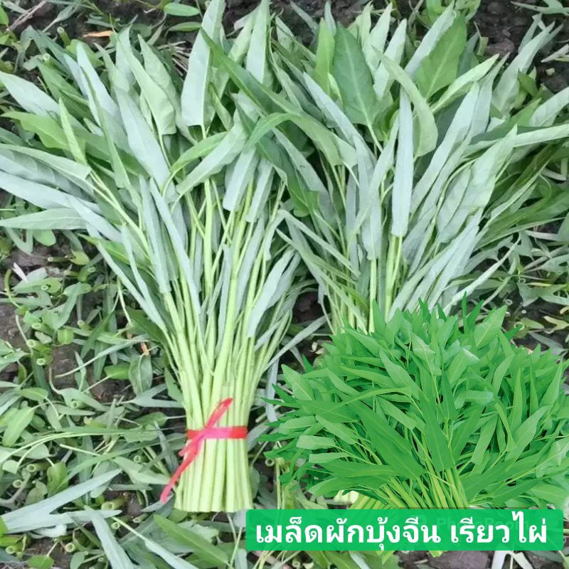 5แถม1เมล็ดพันธุ์ผักบุ้งจีน เรียวไผ่ คัดพิเศษ 10กรัม เมล็ดพันธุ์ผักบุ้งจีน ต้นอวบใหญ อายุการเก็บเกี่ยวสั้น อัตราการงอกสูง