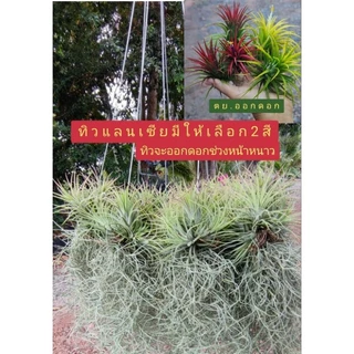 ((1ชุด10พวง)) เคราฤาษีแต่งทิวแลนเซีย