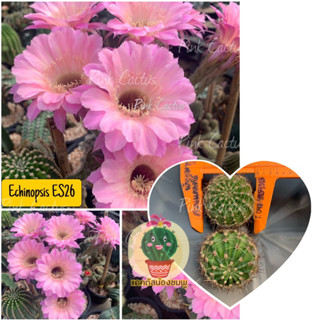 หน่อเด็ดสด 2 หน่อ 25 บาท  แคคตัส/กระบองเพชร Cactus อิชอนอป Echinopsis ES26