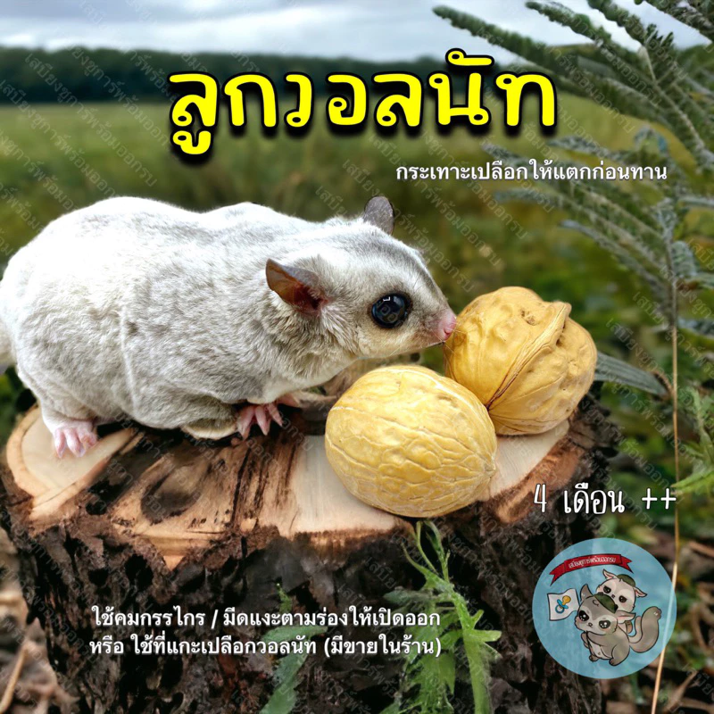 (ลูกวอลนัท 1 ลูก ) WALNUT วอลนัท