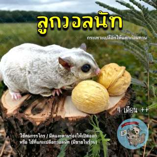 ( 1 ลูก WALNUT ) วอลนัท ลูกวอลนัท วอลนัทธรรมชาติ สัตว์เล็ก ลับฟัน ไผ่หวาน ไม้แอปเปิ้ล แฮม ชูการ์ ถั่ว กระรอก ดอร์เมาส์