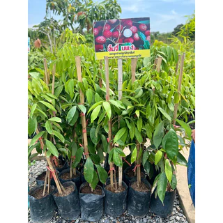 ต้นลิ้นจี่นครพนม นพ.1 แท้❗️กิ่งเสียบยอด❗️พร้อมปลูกขนาด60-80cmเป็นพุ่มสวย ปลูก 2 ปีเริ่มได้เก็บผล