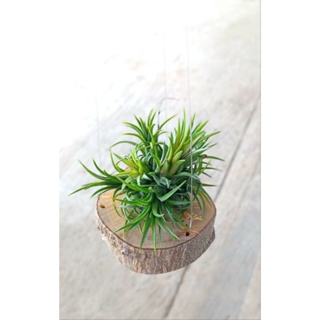 Tillandsia ionantha hybrid on wood