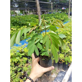 ต้นขี้เหล็ก🌳☘️(ชุดละ 3 ต้น)🌳☘️ ใบนำมาแกงอ่อม มีรสขม ต้นสวยพร้อมปลูก