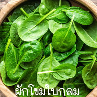 ผักโขมใบกลม🎯ถูกที่สุด 10บ.📌เมล็ดพันธุ์ผักโขมใบกลม100 เมล็ด🎈ง…