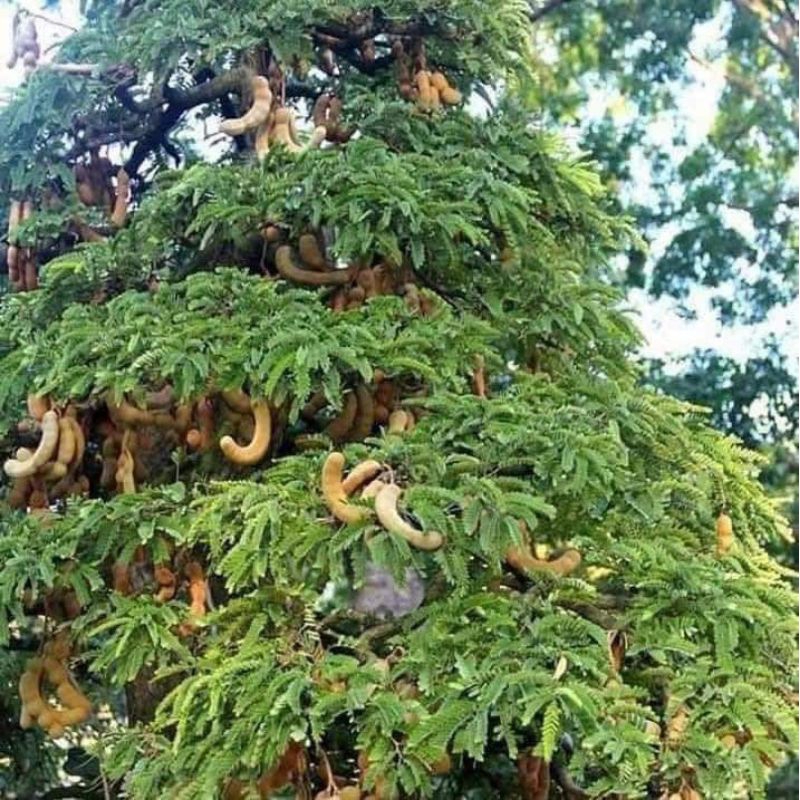 ต้นมะขามหวานพันธุ์สีชมพู(แบบทาบกิ่ง)🌳🌲🌱 สูง 80-90 ซม.ฝักสุกมีสีน้ำตาล เปลือกบางเนื้อหนาสีน้ำตาลอมเหลือง รสชาติหวาน