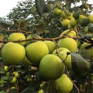 ต้นพุทราน้ำอ้อย🌲🍏(ต้นพันธุ์ตอนกิ่ง)🍈🌳ต้นสูง 60-70 ซม.ลูกดกดกใหญ่ รสชาติหวานกรอบ เนื้อแน่น ต้นสวยพร้อมปลูก