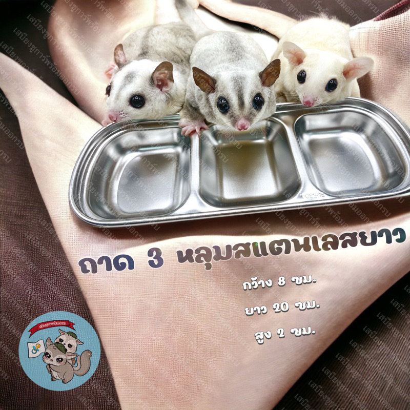 V ( ถ้วยสแตนเลสยาว 3 หลุม ) STAINLESS สแตนเลสอาหาร ถ้วยนม ถ้วยอาหาร สัตว์เล็ก สัตว์เลี้ยง ชูการ์ กระรอก ดอร์เมาส์