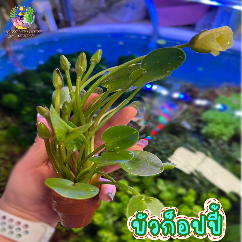 ซื้อ บัวก็อปปี้ ((พร้อมกระถาง))🌱💦